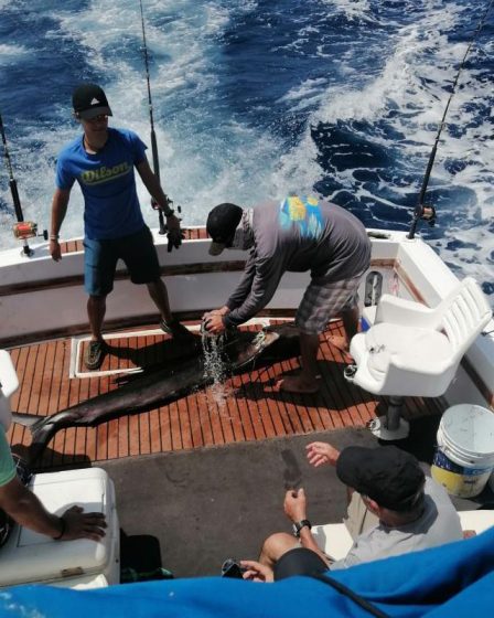 Lanchas. Pesca en Altamar (7 horas). Saliendo del muelle de Zihuatanejo nos  adentraremos hacia el sur en el Océano Pacífico en busca de Pez Vela,  Marlín Azul, Marlín Rayado, Dorado o Atún.